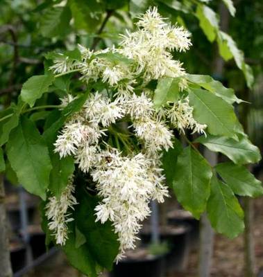 FRAXINUS ORNUS